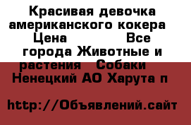 Красивая девочка американского кокера › Цена ­ 35 000 - Все города Животные и растения » Собаки   . Ненецкий АО,Харута п.